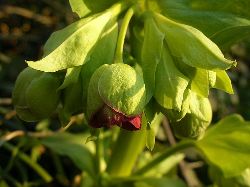 Helleborus foetidus / Elleboro puzzolente